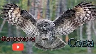 Дикая, дикая сова. Wild, wild owl.