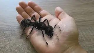 ПОСЫЛКА С МУРАВЬЯМИ! ЗАСЕЛЕНИЕ МУРАВЬЕВ В НОВЫЙ ДОМ!