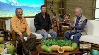 Veracruz Agropecuario - Producción de Papaya con variedades altamente productivas