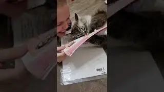 читае кот