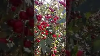 Дачные фрагменты