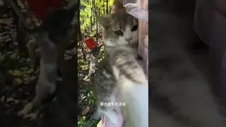 Adorable cat 🐈 #funny #catstagram #funnyanimals #funnycute #catlaughs #funnypets #animal #kittycat