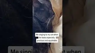 Create Epic Cat-Themed Music Videos with Your Feline Friend! 🐾