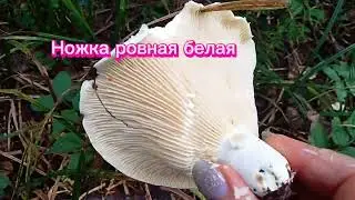 СКРИПИЦА,груздь войлочный.Lactarius vellereus.