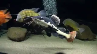 ($)Фрактоцефалус(Phractocephalus hemiliopterus) и Пластистома(Phseudoplatystoma faciatium).