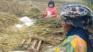BARU UMUR 9 TAHUN UDAH BANTUIN NENEK MENUAI PADI