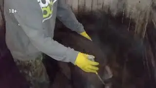 Artificial insemination of Duroc pigs on a private farm. We collected semen from our own boar. Wh...