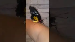 Troides бабочка