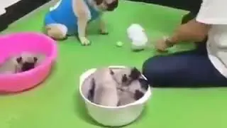 Anjing Main Judi demi anak2nya 😂