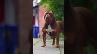 German vs pitbull,alabain, cane corso 