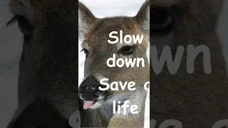 Prevent Roadkill #savelives #shorts