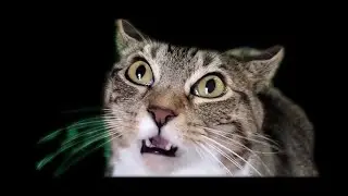 Cats Who Say 