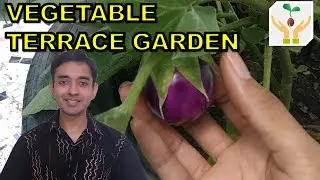 Rainy Season Vegetable Terrace Garden Tour