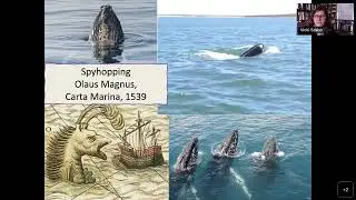 From the Cairns to Cata Sand: The History and Archaeology of North Atlantic Cetaceans.