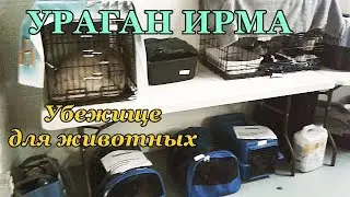 Ураган Ирма. Убежище для животных