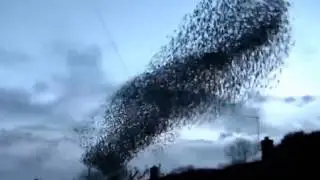 Carling Advert Birds Going Out Tonight