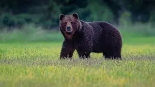 Ako nájsť medveďa ,ako sa mu vyhnúť