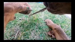 Dog Explores Neighborhood With A GoPro