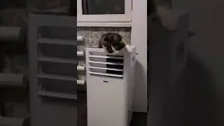 Zanussi PORTABLE AIR CONDITIONER SAVING ME AND MY CAT FROM THE HEAT😰