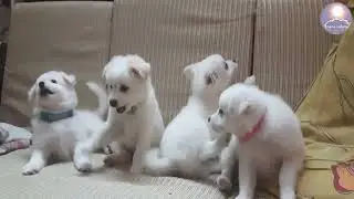 వీళ్లు పిల్లలా, కోతులా?🤣🥰  #funnyvideos #trending#puppy #dog#doglover #funny#barking#petlover