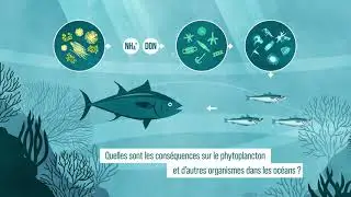 NOTION : Comprendre le rôle majeur des phytoplanctons dans l'activité biologique des océans