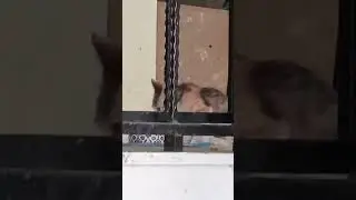 #cat #viral #trending #catlover #kedi #trend #kitten #youtube #youtubeshorts