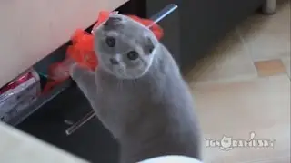 Приколы с котами) Самое смешное видео)) Стоит посмотреть.
