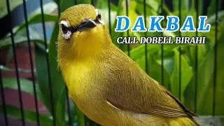 Pleci GACOR di pagi hari untuk pancingan Pleci Cepat Nembak