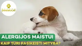 Gyvūnų alergijos maistui - kaip turi pasikeisti mityba?