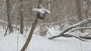 Зимняя подкормка птиц