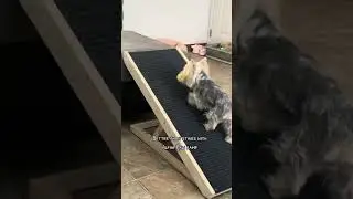 Ramp is better than stairs! 🐕