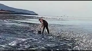 На Сахалине нашествие селедки