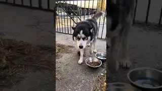 Ульяновск найден Кобель Хаски потеряшка 😢
