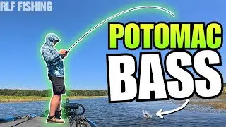 Potomac River Bass Fishing – Frogging, Punching, and Cranking in Hydrilla