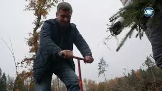Новая жизнь лесов
