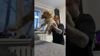 РОДИТЕЛЬСКИЕ ПРАВА 🐕🫤