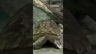 Alligator 🐊 Tortoise 🐢 in Henry Zoo park | Madison | Wisconsin |