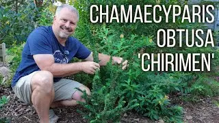 Chamaecyparis obtusa 'Chirimen'