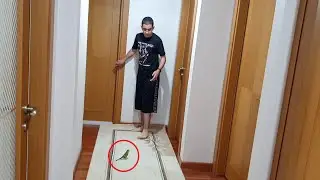 BUĞRANIN KUŞ PAŞA İLE MÜCADELESİ!!