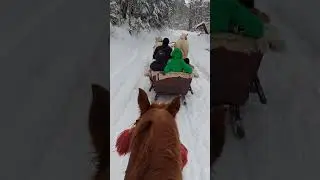 Впрягаємо молоду торійскьку кобилу. Перша проба.Яремче.