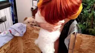 Очень злой щенок чау-чау