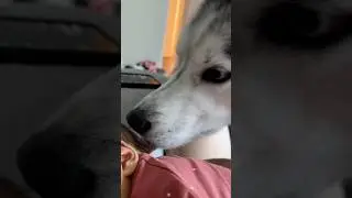 Husky gives baby sister a quick kiss