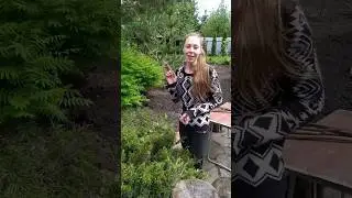Ржавчина ❗СРОЧНО❗ проверьте свои можжевельники 🌲#shorts #ржавчина #болезни #можжевельник #казацкий