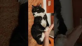 cat.. gato.. kočka.. gatto.. קאַץ.. katu..