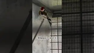 Щеглы мутации Италия 