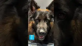 🐕‍🦺 Who's a good boy? Well, Burton is a comforting one🐶