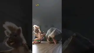 KK & Marcus 🦖🐿 (Kung-Fu Squirrel) 