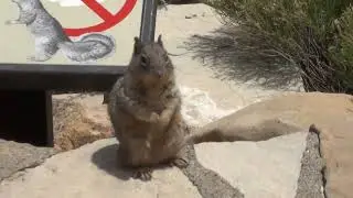 A wild, quirky squirrel at The Grand Canyon. Keep wild life wild