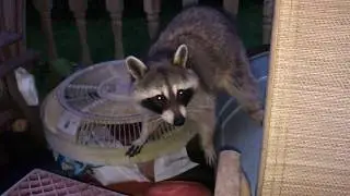 Little Lost Baby Raccoons FINALLY find Mom!  -  6/9/2019