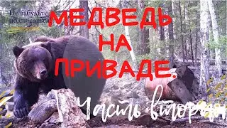 МЕДВЕДЬ НА ПРИВАДЕ. часть вторая